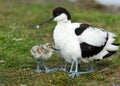 Kluut, Pied Avocet, Recurvirostra avosetta Royalty Free Stock Photo