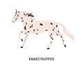 Knabstrupper horse flat vector illustration. Danish breed equine, pedigree hoss, unusual hair color horse. Equestrian