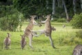 Kangaroo mid kick to another male kangaroo fight for dominance