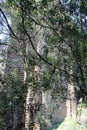 Knapsack Gully Viaduct Sandstone Bridge