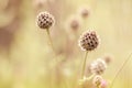 Knapweed - bracts