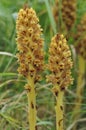 Knapweed Broomrape - Orobanche elatior Royalty Free Stock Photo