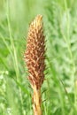 Knapweed Broomrape (orobanche elatior) Royalty Free Stock Photo