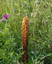 Knapweed Broomrape Royalty Free Stock Photo