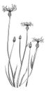 Knapweed flower. Bluets plant. Hand drawn centaury