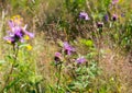Knapweed flowers in the grass Royalty Free Stock Photo