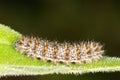 The Knapweed Fritillary caterpillar / Melitaea pho