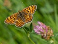 Knapweed fritillary (Melitaea phoebe)