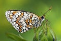 Knapweed Fritillary (Melitaea phoebe) Royalty Free Stock Photo