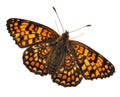 Knapweed Fritillary, Melitaea phoebe Royalty Free Stock Photo