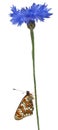 Knapweed Fritillary, Melitaea phoebe