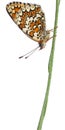 Knapweed Fritillary, Melitaea phoebe