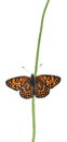 Knapweed Fritillary, Melitaea phoebe, on flower Royalty Free Stock Photo