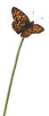 Knapweed Fritillary, Melitaea phoebe, on flower Royalty Free Stock Photo
