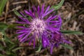 Knapweeds Flower Royalty Free Stock Photo