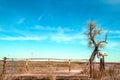 Knarled leafless tree by old rusted metal farm gate and cattle guard out on the plains on a bleak winter day Royalty Free Stock Photo