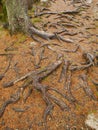 Knarled Pine Tree Roots Royalty Free Stock Photo