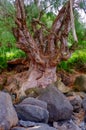 Anini Beach, Kauai, Hawaii, USA Royalty Free Stock Photo