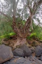 Anini Beach, Kauai, Hawaii, USA Royalty Free Stock Photo