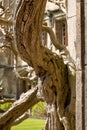 Knarled tree in the historic cloisters, also known as the Great Quad, at Magdalen College, University of Oxford, Oxfordshire UK Royalty Free Stock Photo