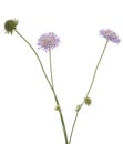 Knautia arvensis