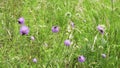 Knautia arvensis attracts many bumblebee