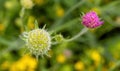 Knautia arvensis, commonly known as field scabious