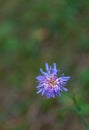 Knautia arvensis, Fileld scabious Royalty Free Stock Photo