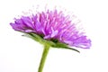 Knautia arvensis Royalty Free Stock Photo