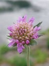 Knautia arvensis Royalty Free Stock Photo