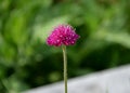 Knautia arvensis red flower violet blurred backround one piece