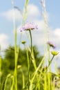 Knautia Arvensis - weed. Royalty Free Stock Photo