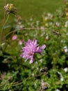 Knautia Arvensis or wild scabious growing in summer