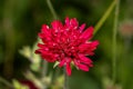 Knautia macedonica Royalty Free Stock Photo