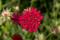 Knautia macedonica Royalty Free Stock Photo