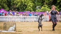 Performance with a trained dog during the Dogfest in the UK