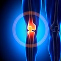 Knee - Anatomy Bones Royalty Free Stock Photo