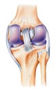 Knee - Anatomy, Dorsal View Royalty Free Stock Photo