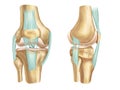 Knee anatomy, front and side view.