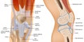 Knee anatomy including ligaments, cartilage and meniscus. Detailed Anatomy of the Knee Joint cross-section.