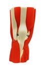 Knee anatomy joint on white clipping path. Royalty Free Stock Photo