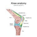 Knee anatomy. Side view