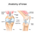 Knee anatomy. Structure of leg joint. Major parts. Royalty Free Stock Photo