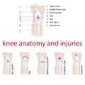 Knee anatomy Royalty Free Stock Photo