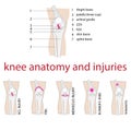 Knee anatomy