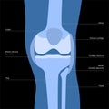 Knee bone anatomy Royalty Free Stock Photo