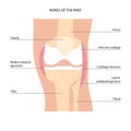 Knee bone anatomy Royalty Free Stock Photo