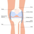 Knee bone anatomy Royalty Free Stock Photo