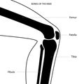 Knee bone anatomy Royalty Free Stock Photo