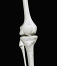 Knee Bones